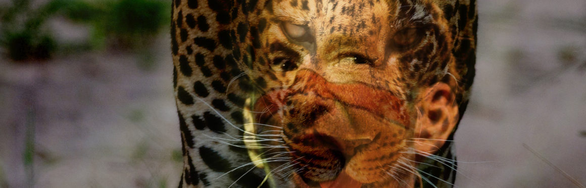 Zawa-Pinim, l’homme-jaguar