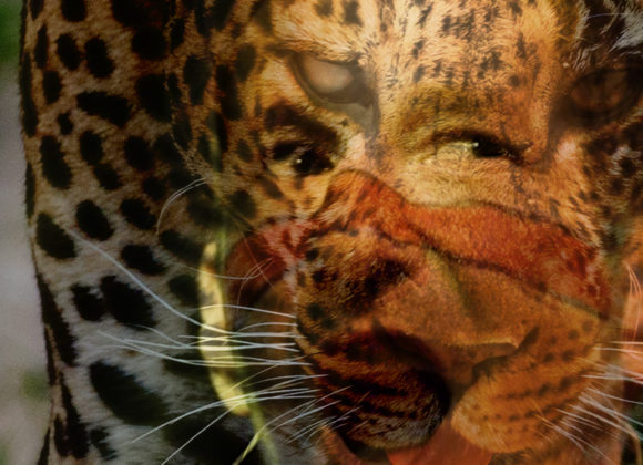 Zawa-Pinim, l’homme-jaguar