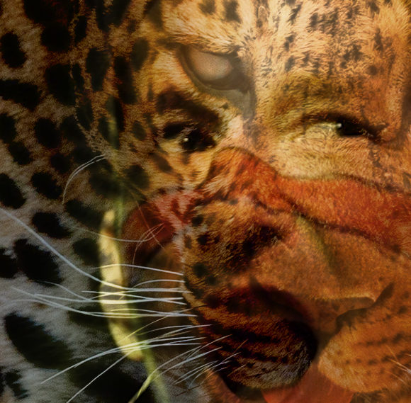 Zawa-Pinim, l’homme-jaguar